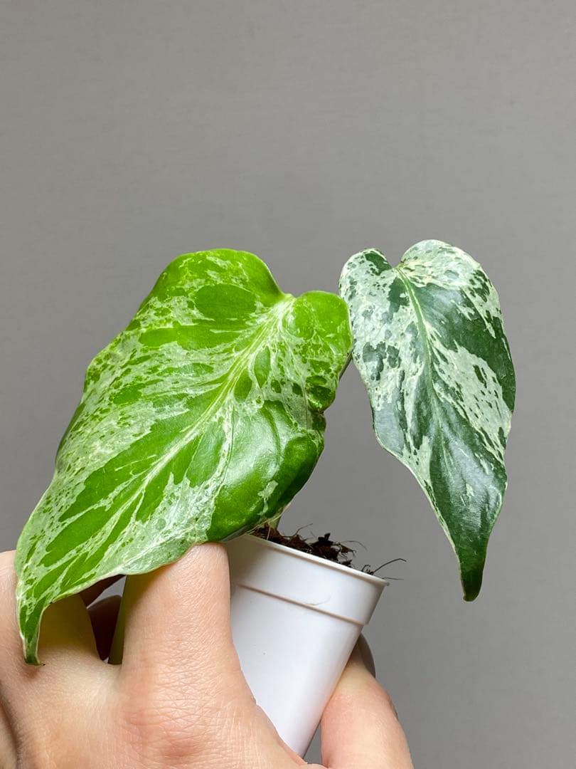 b【美株‼️】モンステラ　デリシオーサ　バルバソー　フシギダネ/ベトシオーサ　希少