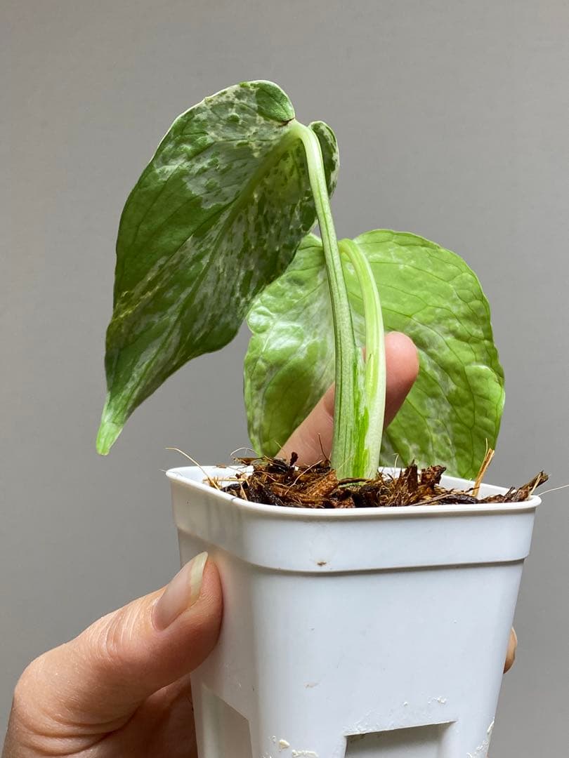 b【美株‼️】モンステラ　デリシオーサ　バルバソー　フシギダネ/ベトシオーサ　希少