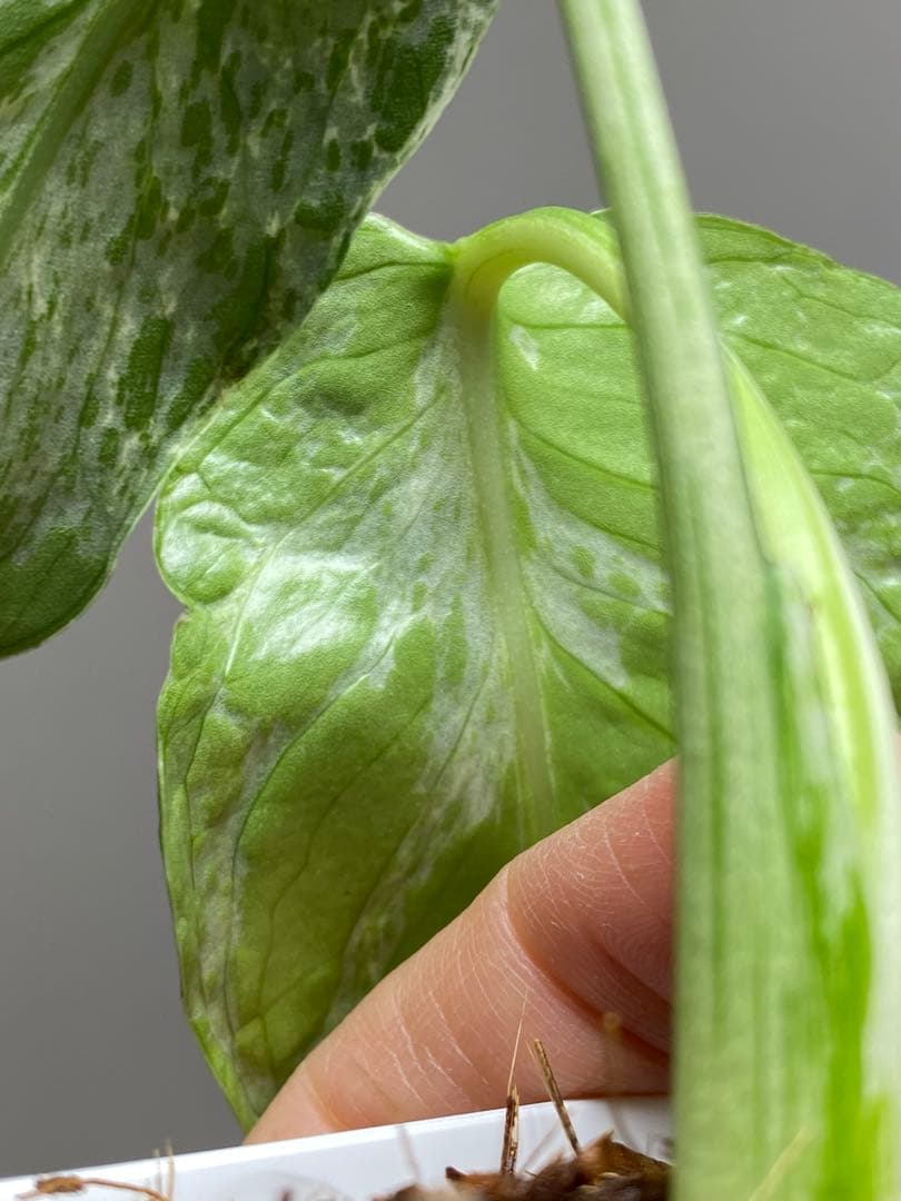 b【美株‼️】モンステラ　デリシオーサ　バルバソー　フシギダネ/ベトシオーサ　希少