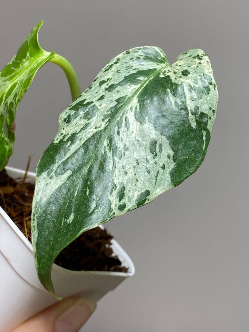 b【美株‼️】モンステラ　デリシオーサ　バルバソー　フシギダネ/ベトシオーサ　希少