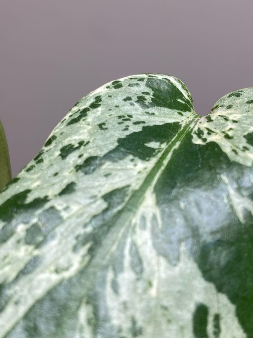 b【美株‼️】モンステラ　デリシオーサ　バルバソー　フシギダネ/ベトシオーサ　希少