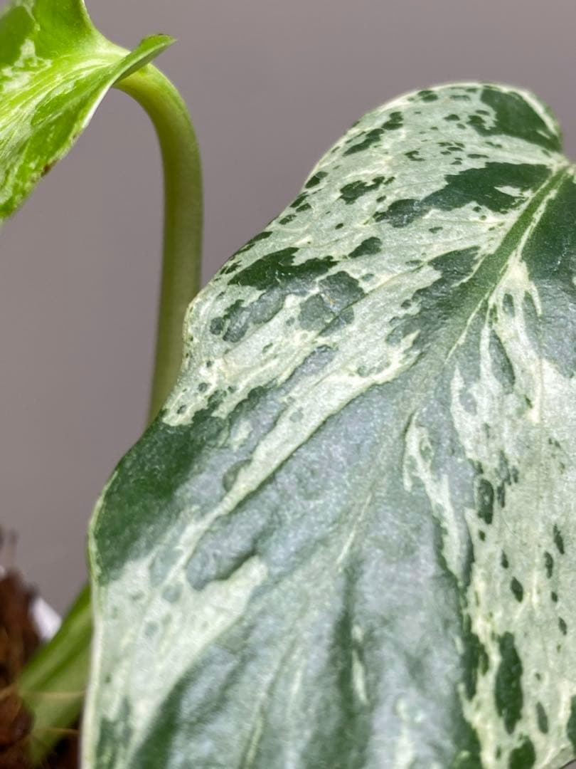 b【美株‼️】モンステラ　デリシオーサ　バルバソー　フシギダネ/ベトシオーサ　希少