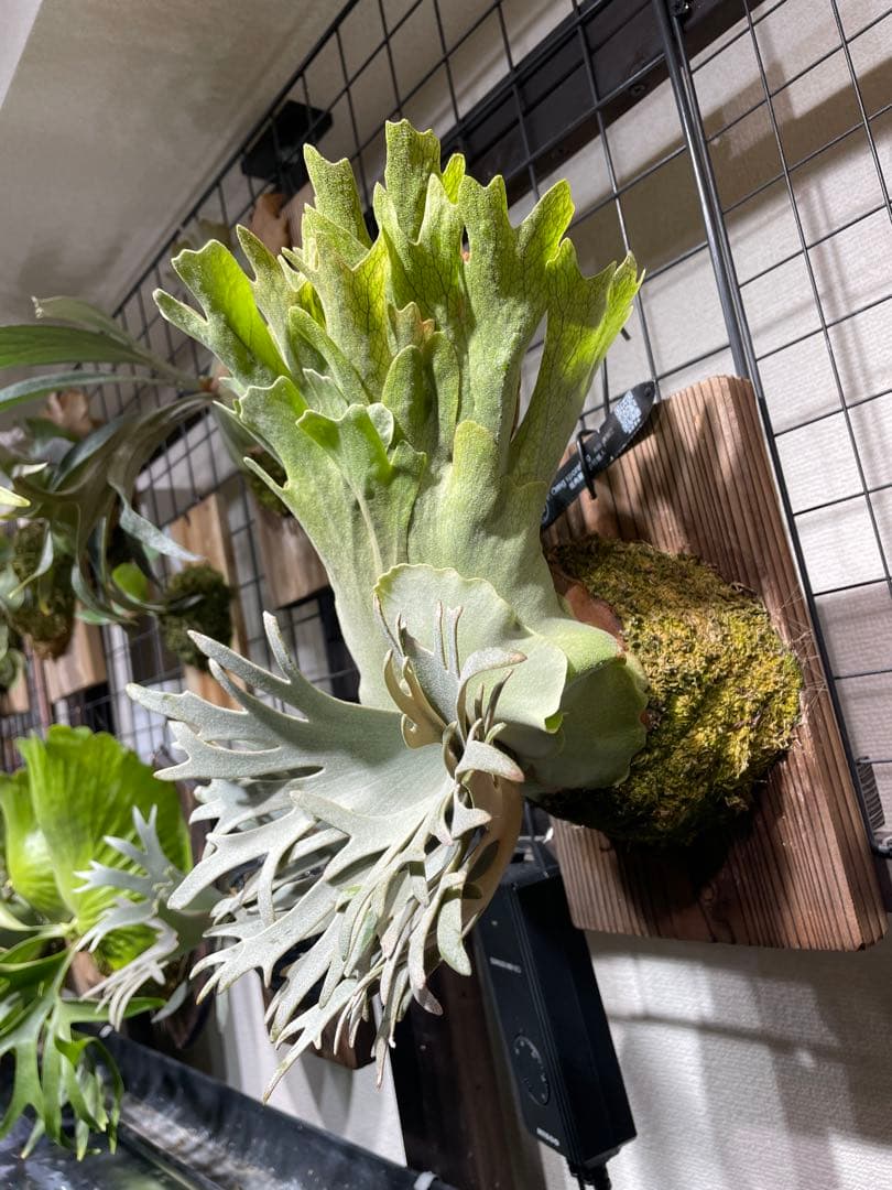 M　ビカクシダ　omgspore