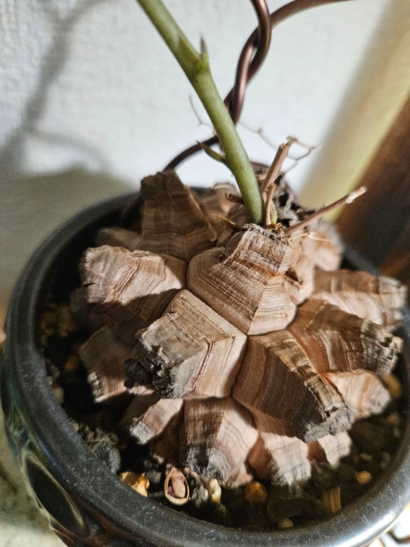 亀甲竜　鉢付き　実生