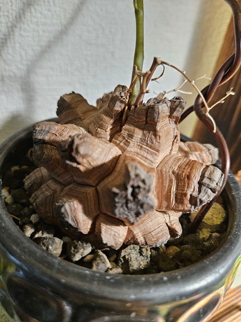 亀甲竜　鉢付き　実生