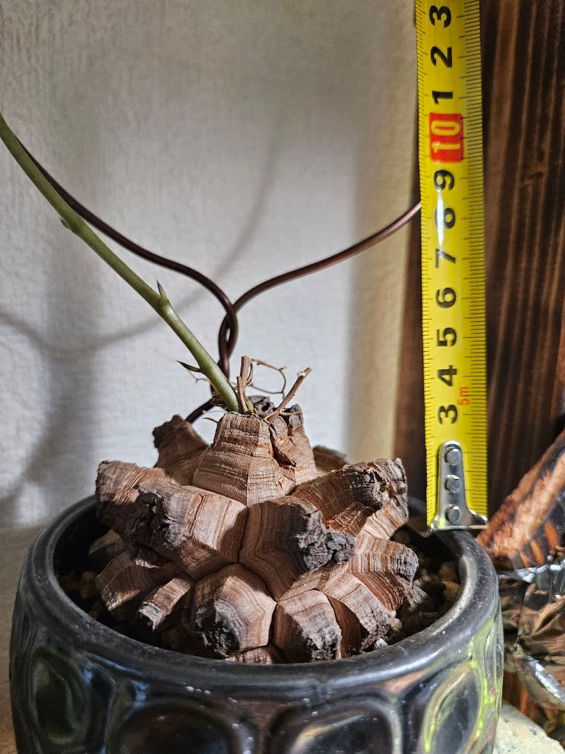 亀甲竜　鉢付き　実生