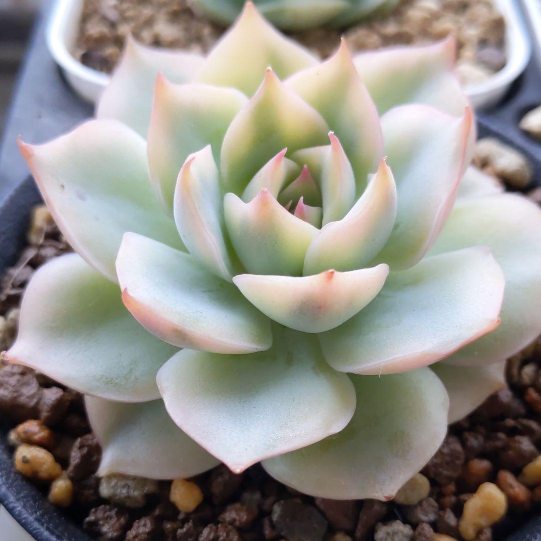 ピンクチップス錦(大苗最強斑入り)多肉植物　エケベリア