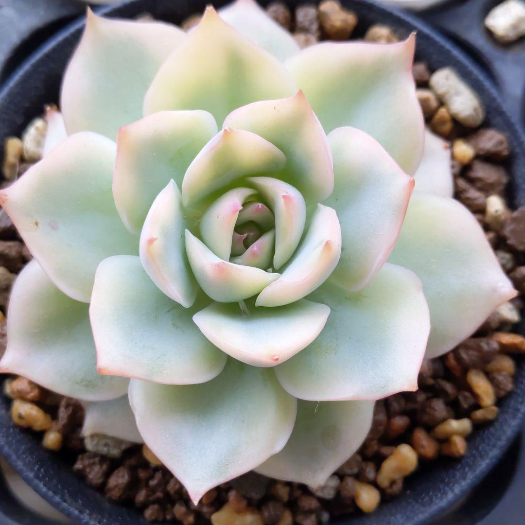 ピンクチップス錦(大苗最強斑入り)多肉植物　エケベリア