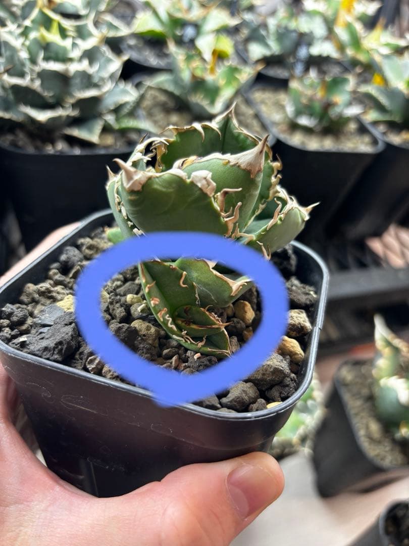 アガベ cok CG01 追星 子株