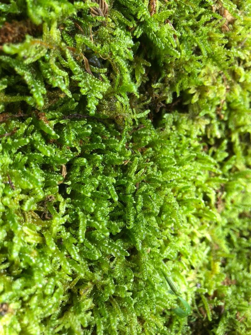 ハイゴケ　10枚 送料込み　11,000 円40㎝✖︎30㎝