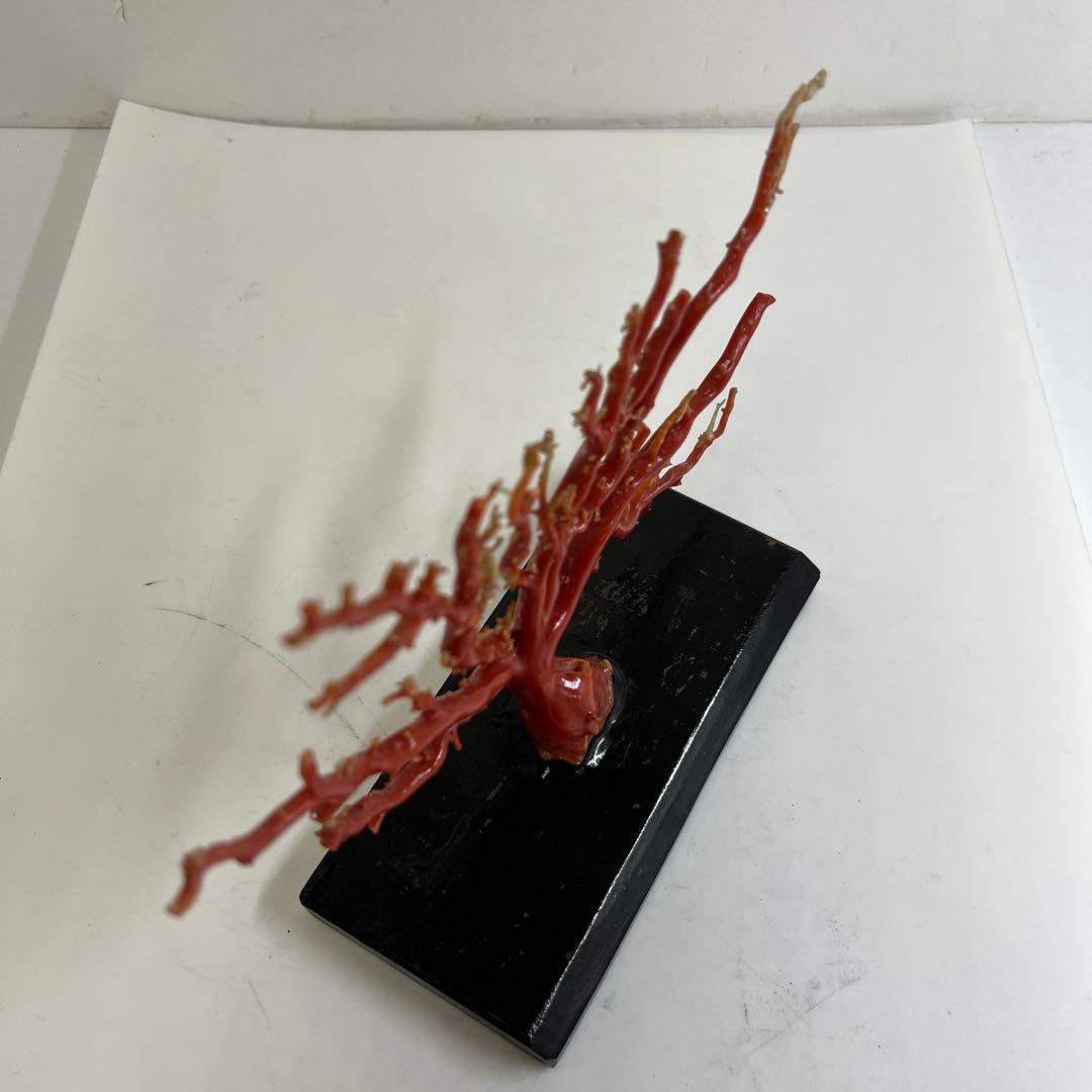 本血赤珊瑚　原木　195g(台込) 最大23.7mmトカコ東な8-0130☆1F