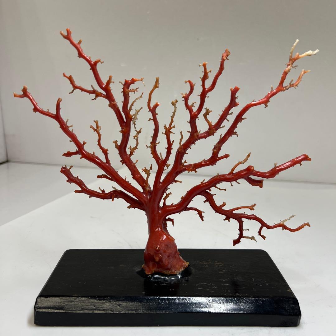 本血赤珊瑚　原木　195g(台込) 最大23.7mmトカコ東な8-0130☆1F