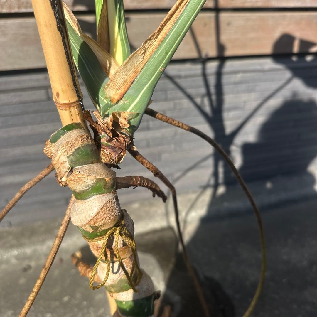 モンステラ　斑入り　デリシオーサ　イエローモンスター　幹立