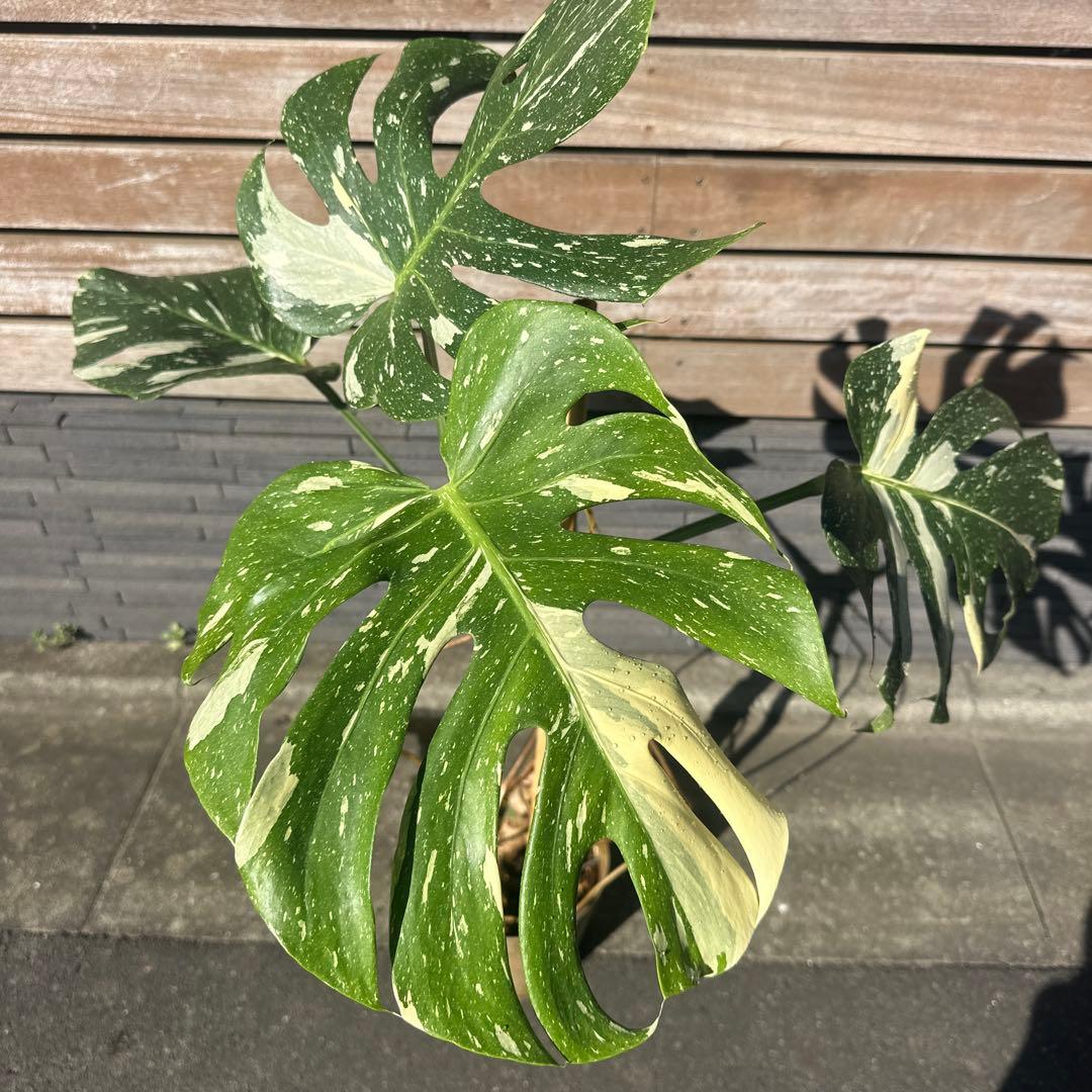 モンステラ　斑入り　デリシオーサ　イエローモンスター　幹立