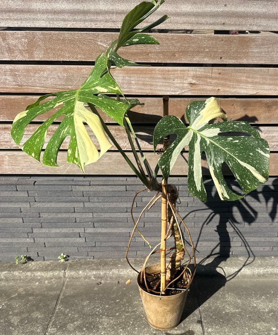モンステラ　斑入り　デリシオーサ　イエローモンスター　幹立