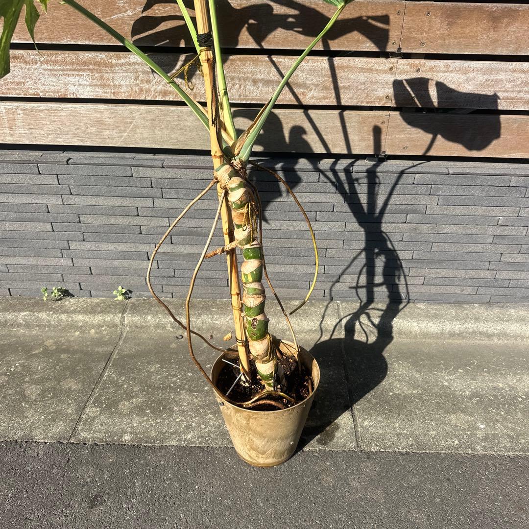 モンステラ　斑入り　デリシオーサ　イエローモンスター　幹立