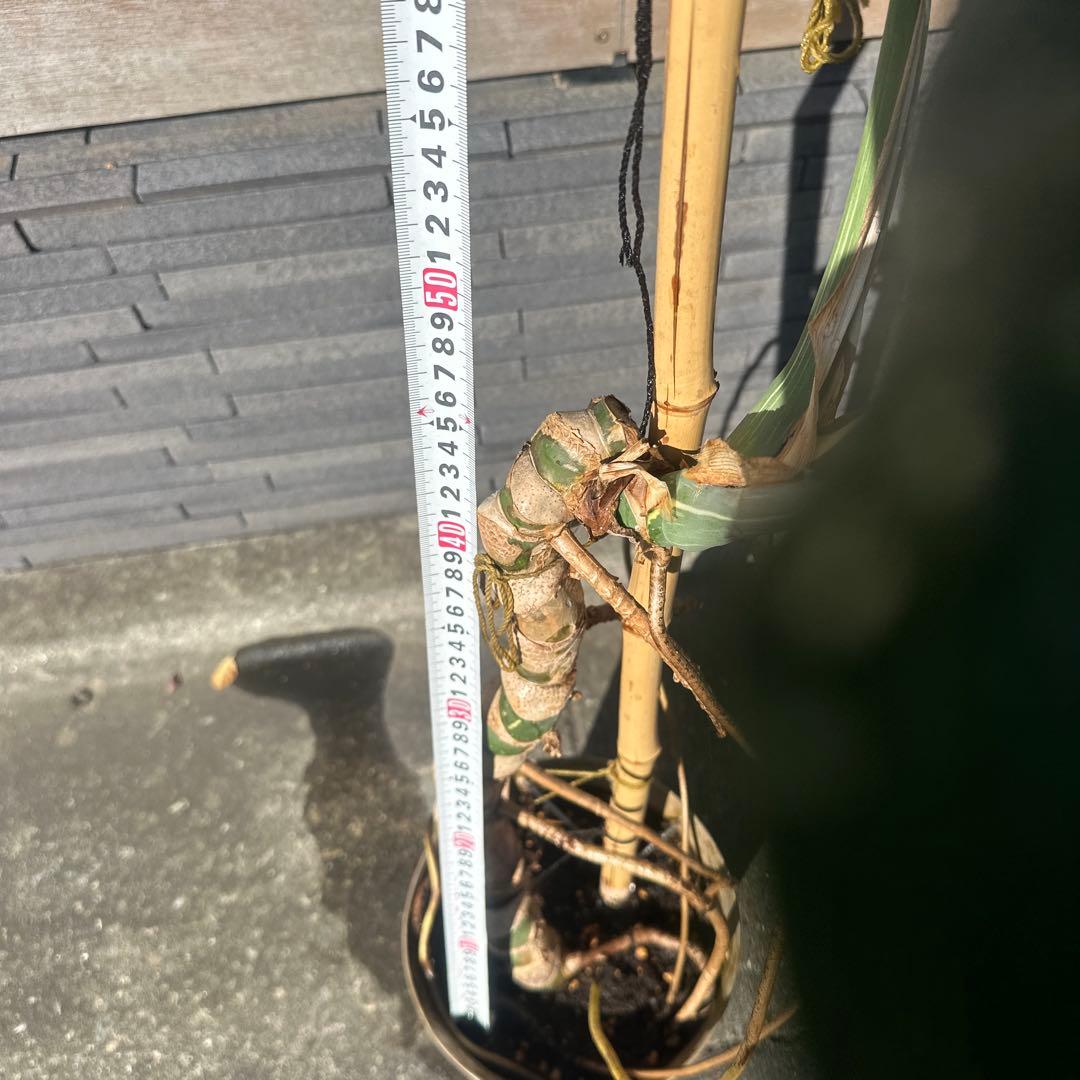 モンステラ　斑入り　デリシオーサ　イエローモンスター　幹立