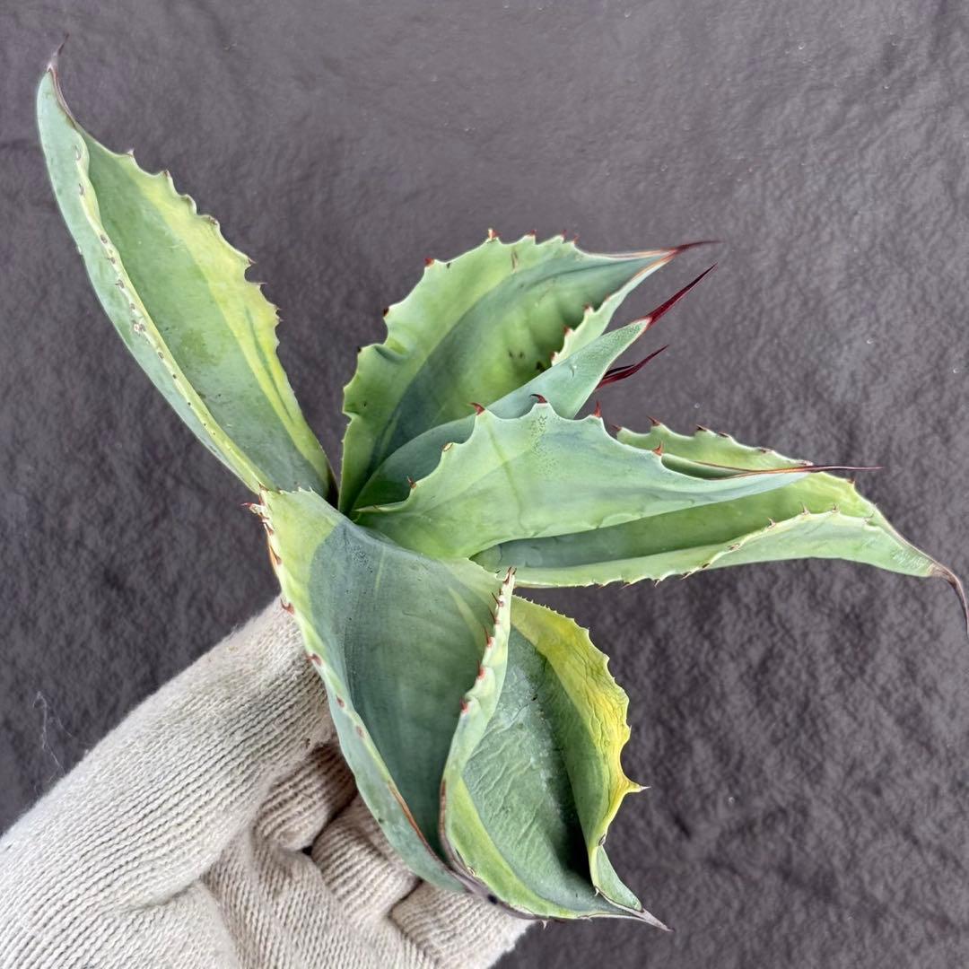 【アガベ オバティフォリア“オルカ”】地植え/-18℃まで/極上　L2