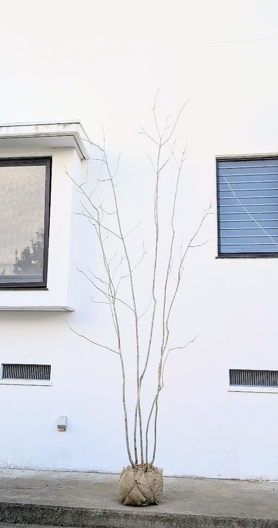 唯一無二。特大山採りアオダモ。