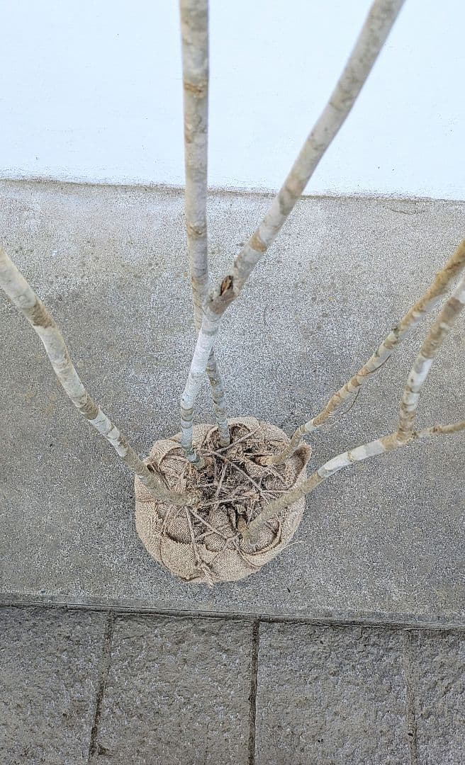 唯一無二。特大山採りアオダモ。