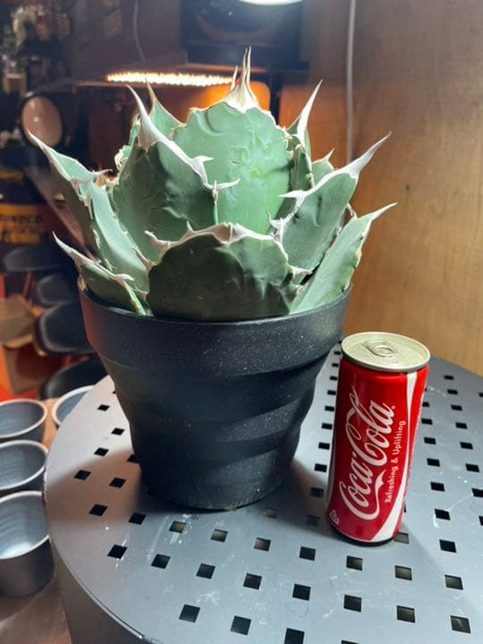 アガベ　チタノタ【白鯨】イラン輸入株　特大　強刺