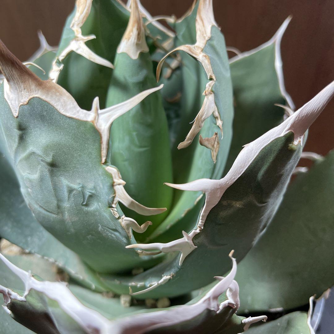 アガベ　チタノタ【白鯨】イラン輸入株　特大　強刺