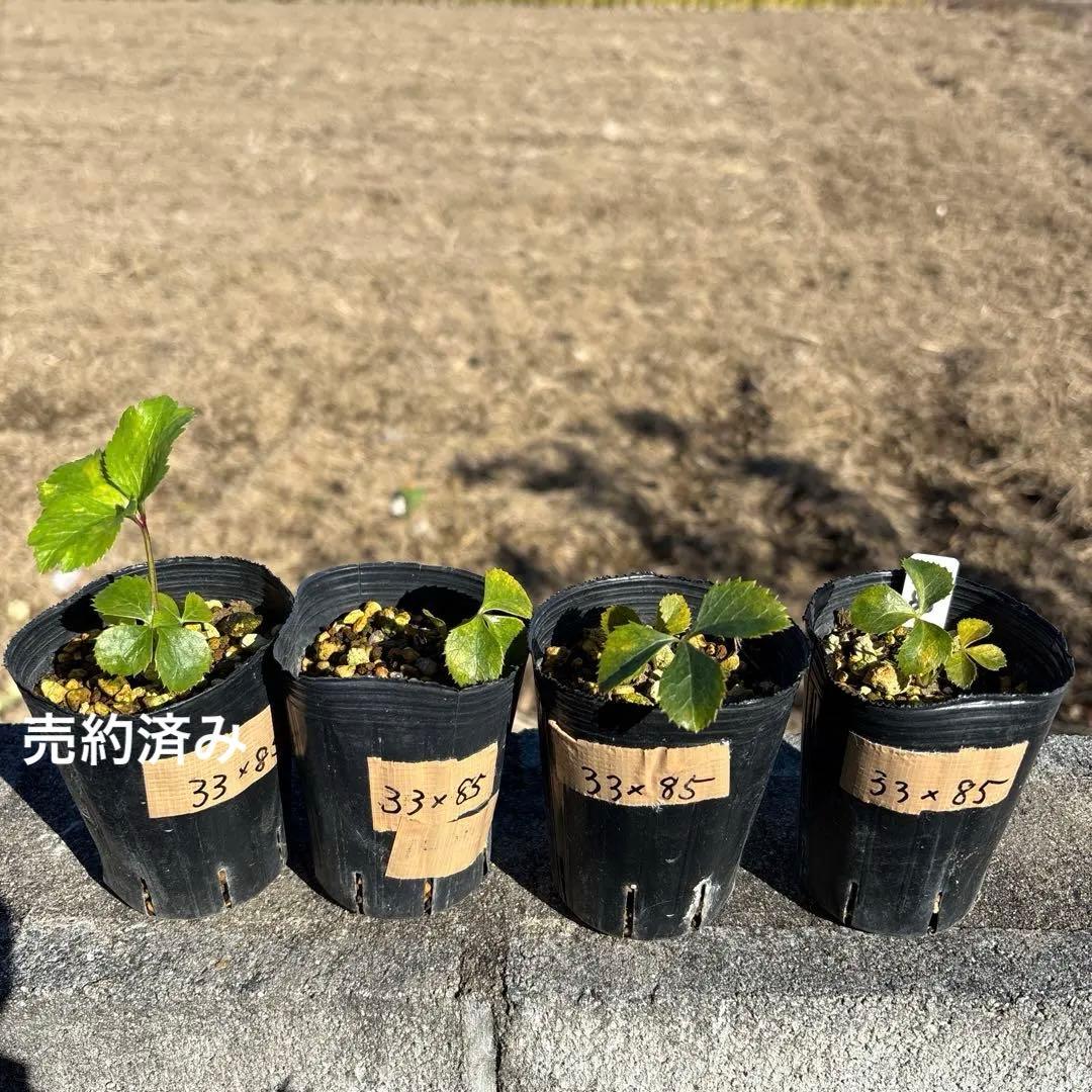 ソレイユ×多弁ソレイユ★クリスマスローズ苗★ホワイトオーレア