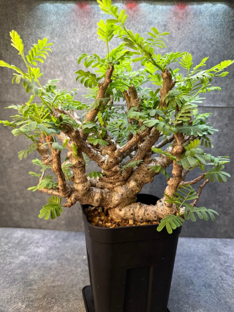 センナ　メリディオナリス　海外実生　発根済み　398