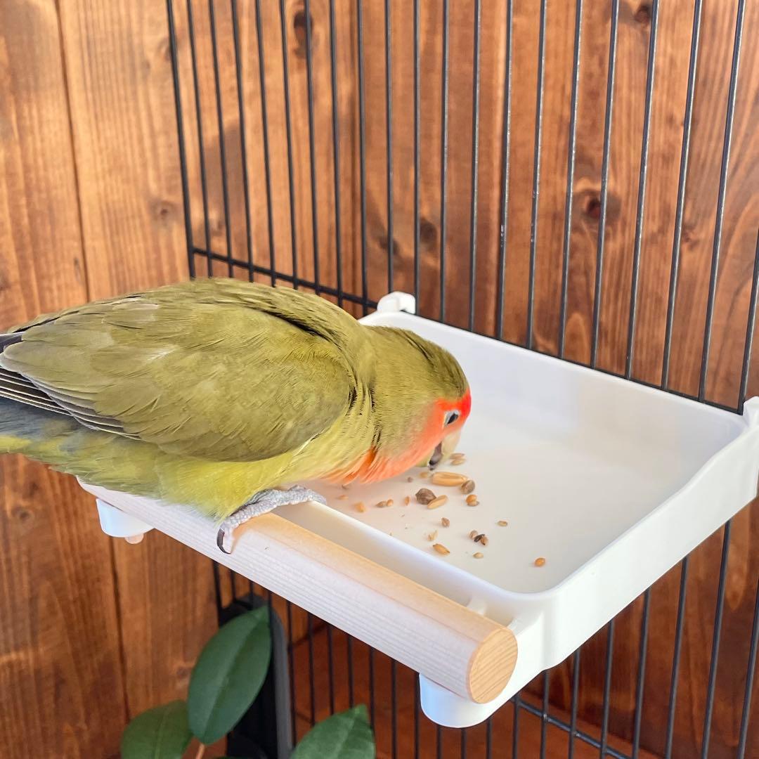【○】広くて浅いバード食器　他おまとめ