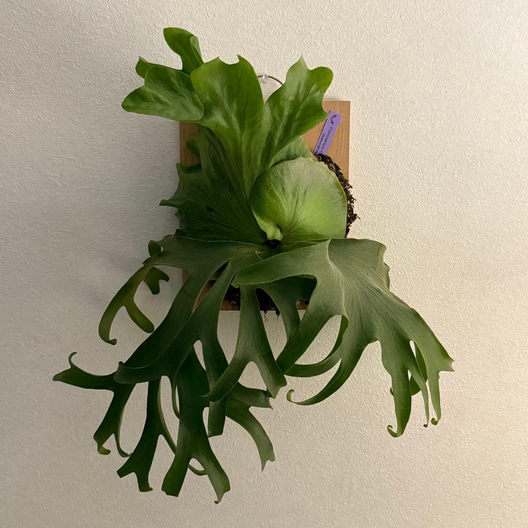 あ*つ様 P. coronarium Philippinesビカクシダ コロナリ