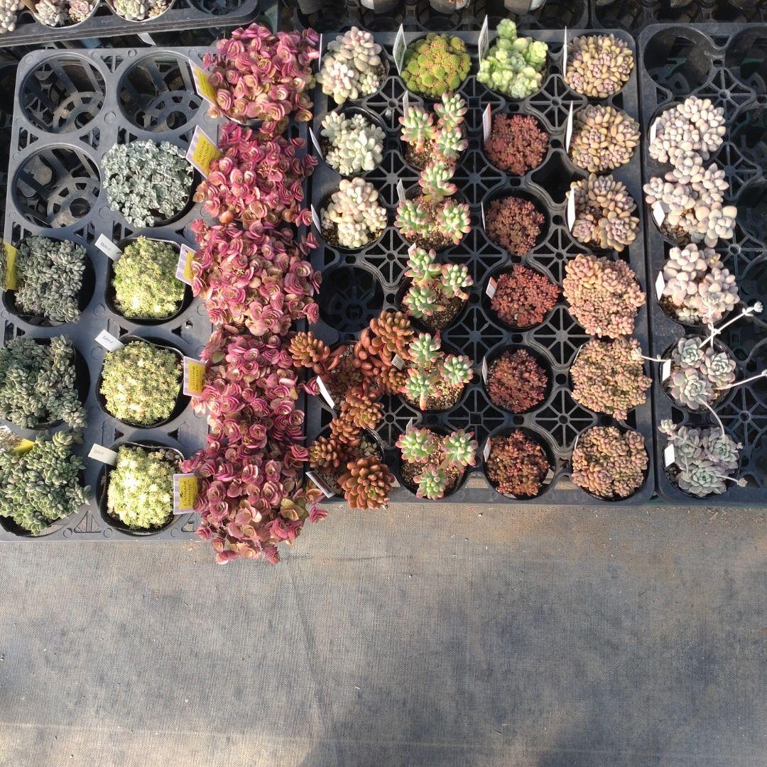 月曜待ち はるさん専用