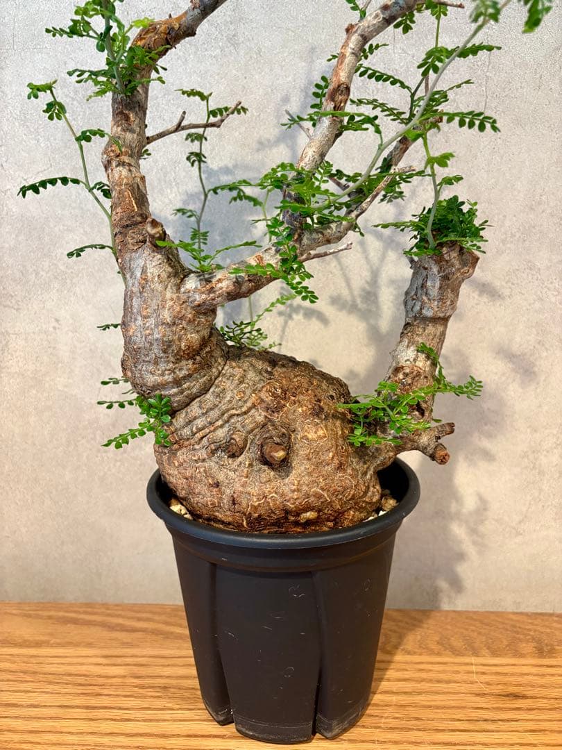 【饅頭型】オペルクリカリア　パキプス　発根済み　饅頭型　丸型　みやび鉢　小野瀬一