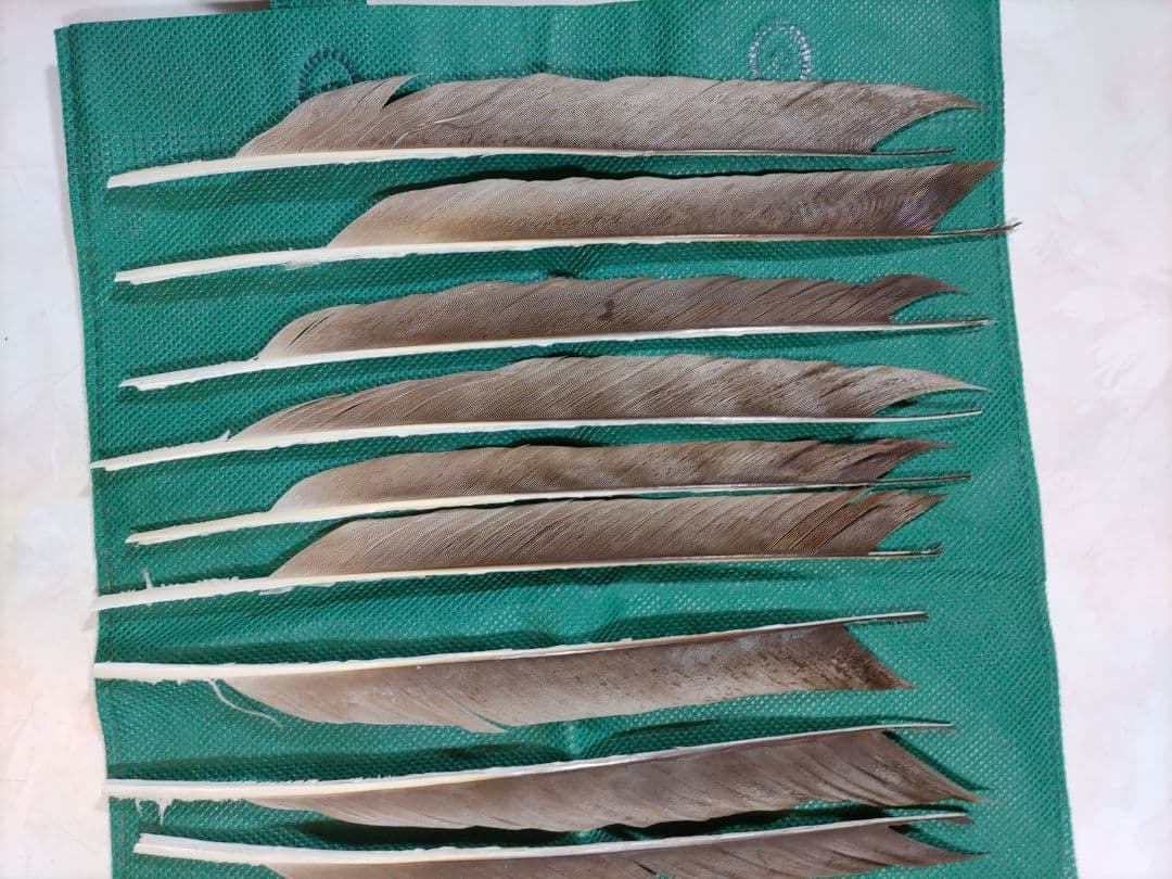 矢羽根　　磯鷲　ナタ貝方　12枚