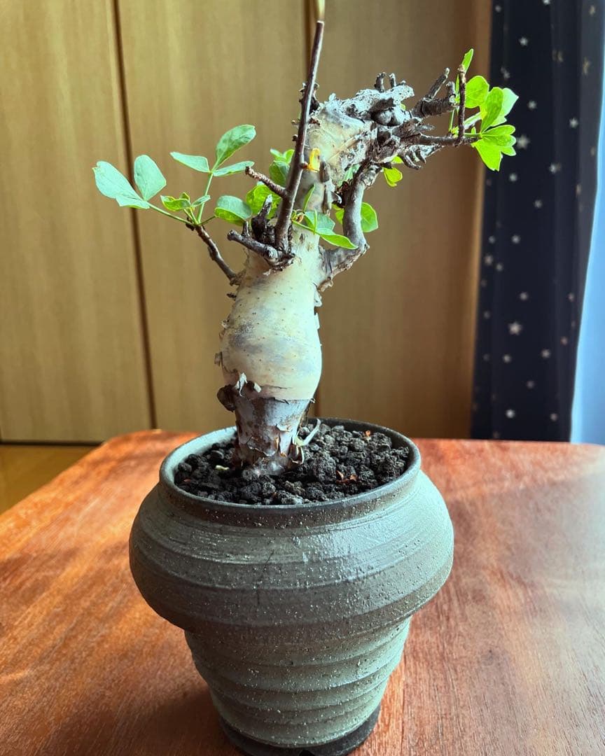 最終値下げ　コミフォラ　カタフ　ソマリア　ピュア