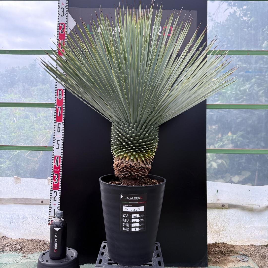 【AL1019】ユッカ　ロストラータ　シルバーブルー個体　超極太　超超美形