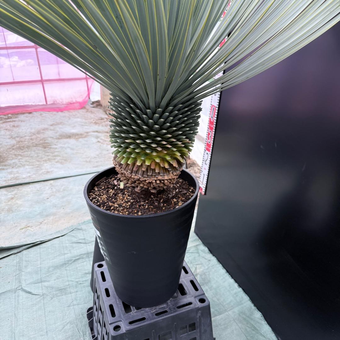 【AL1019】ユッカ　ロストラータ　シルバーブルー個体　超極太　超超美形