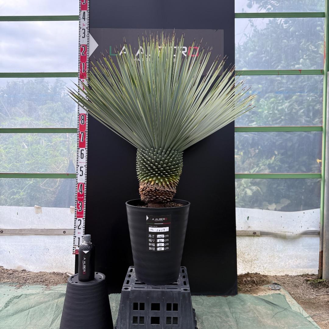 【AL1019】ユッカ　ロストラータ　シルバーブルー個体　超極太　超超美形