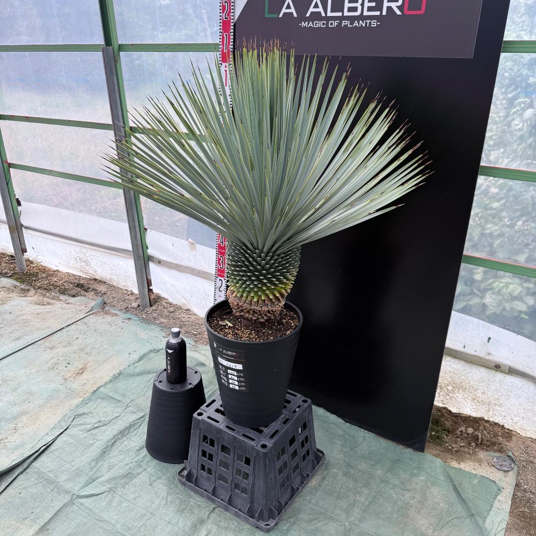 【AL1019】ユッカ　ロストラータ　シルバーブルー個体　超極太　超超美形