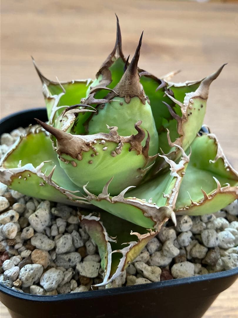 匿名配送【鉢ごと発送】選抜　ぶつぶつ　太棘　アガべ　チタノタ　星空　TC