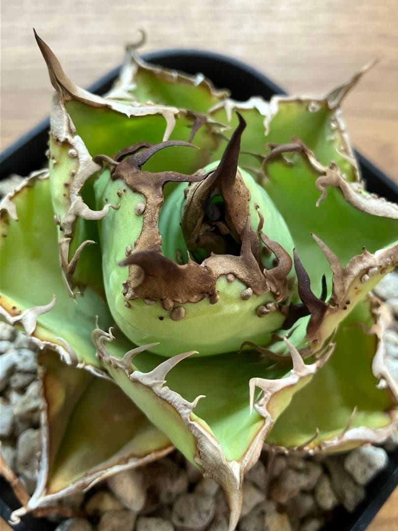 匿名配送【鉢ごと発送】選抜　ぶつぶつ　太棘　アガべ　チタノタ　星空　TC