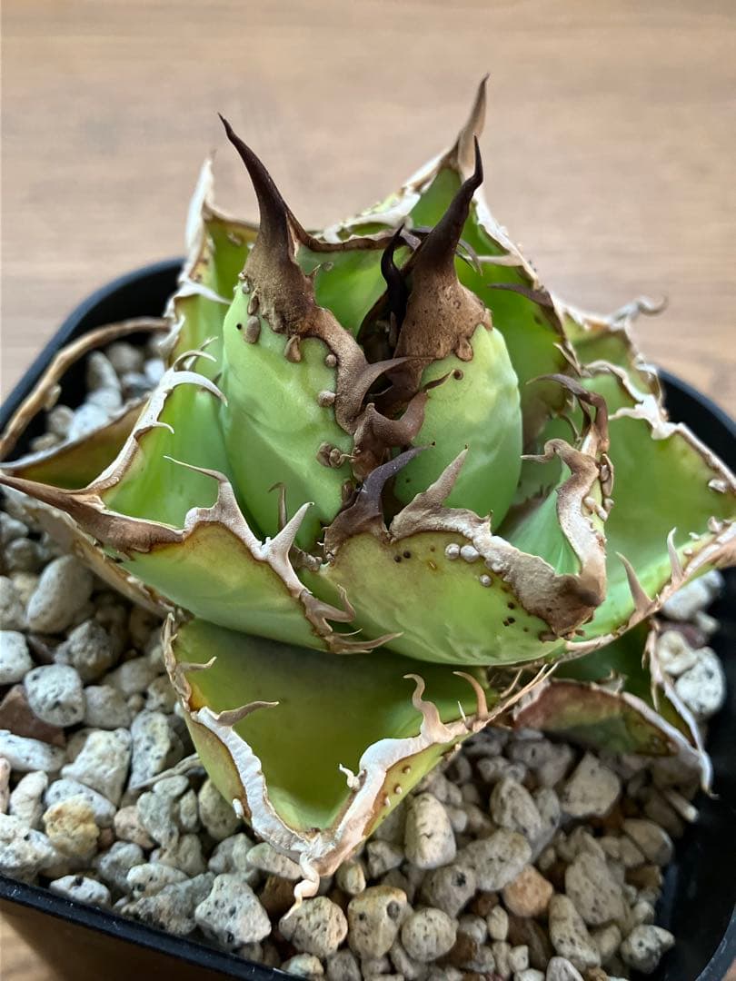 匿名配送【鉢ごと発送】選抜　ぶつぶつ　太棘　アガべ　チタノタ　星空　TC