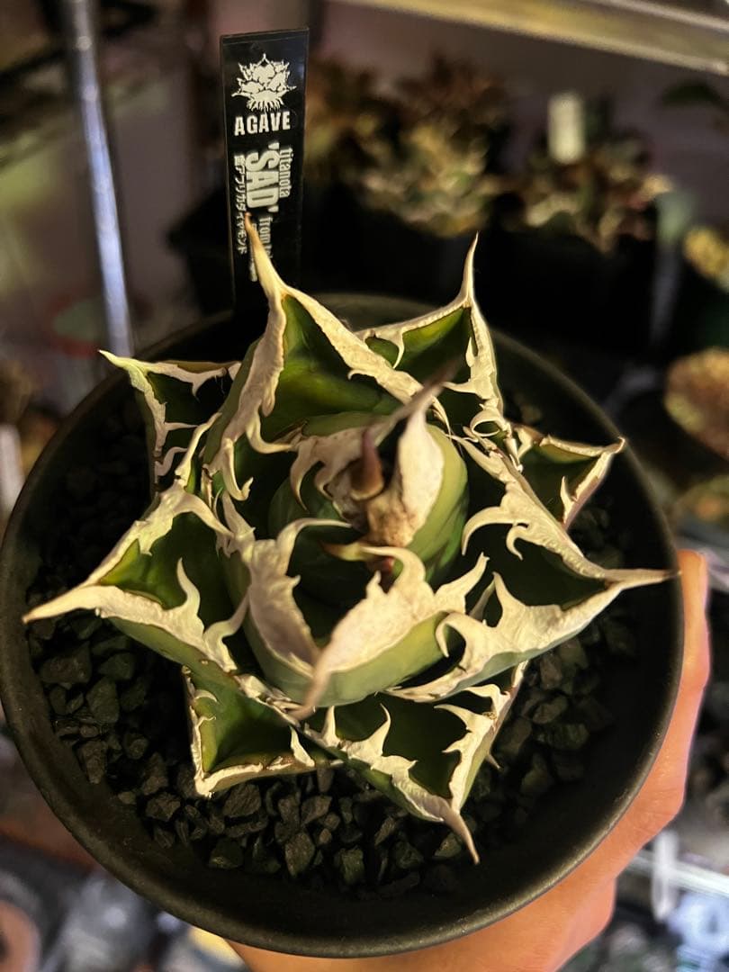 アガベ SAD (南アフリカダイヤモンド)初期輸入株 子株付き 鉢ごと発送
