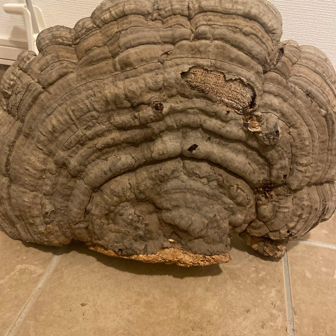 北海道　日高産　サンサルノコシカケ　約50センチ