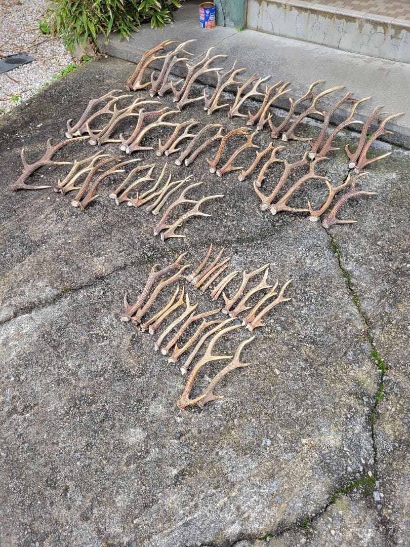 ★兵庫県北部産★鹿角 70本まとめ売り★