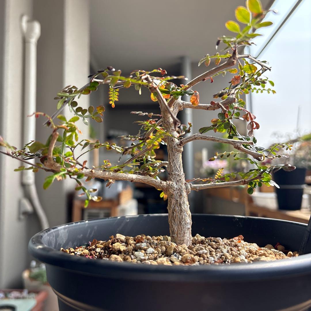 オペルクリカリアパキプス　【実生3年目】管理No.4