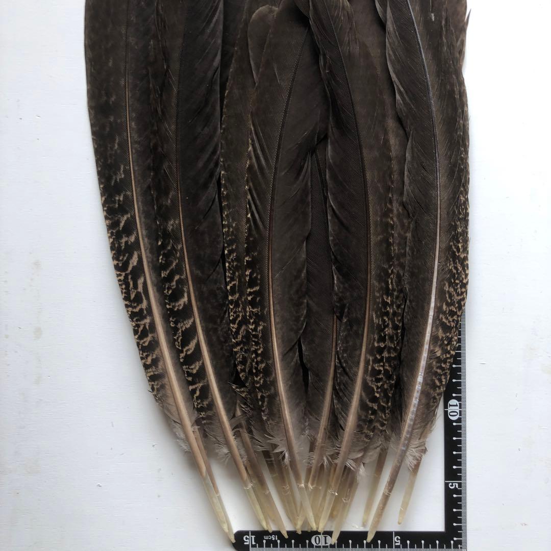 【H-40】天然　鳥　羽・羽根25枚★消毒済★