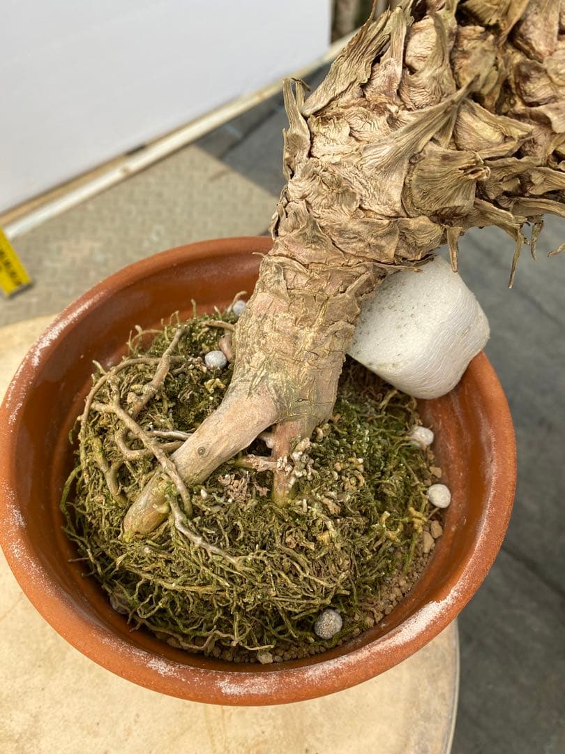 サイカスルンフィー 約150cm