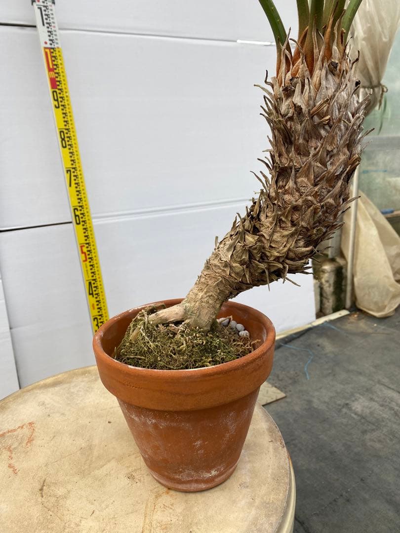 サイカスルンフィー 約150cm