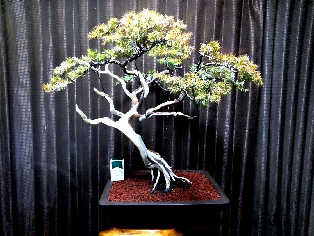 【大品　杜松盆栽】真柏　　　 ⭕山木樹齢200年超希少❗