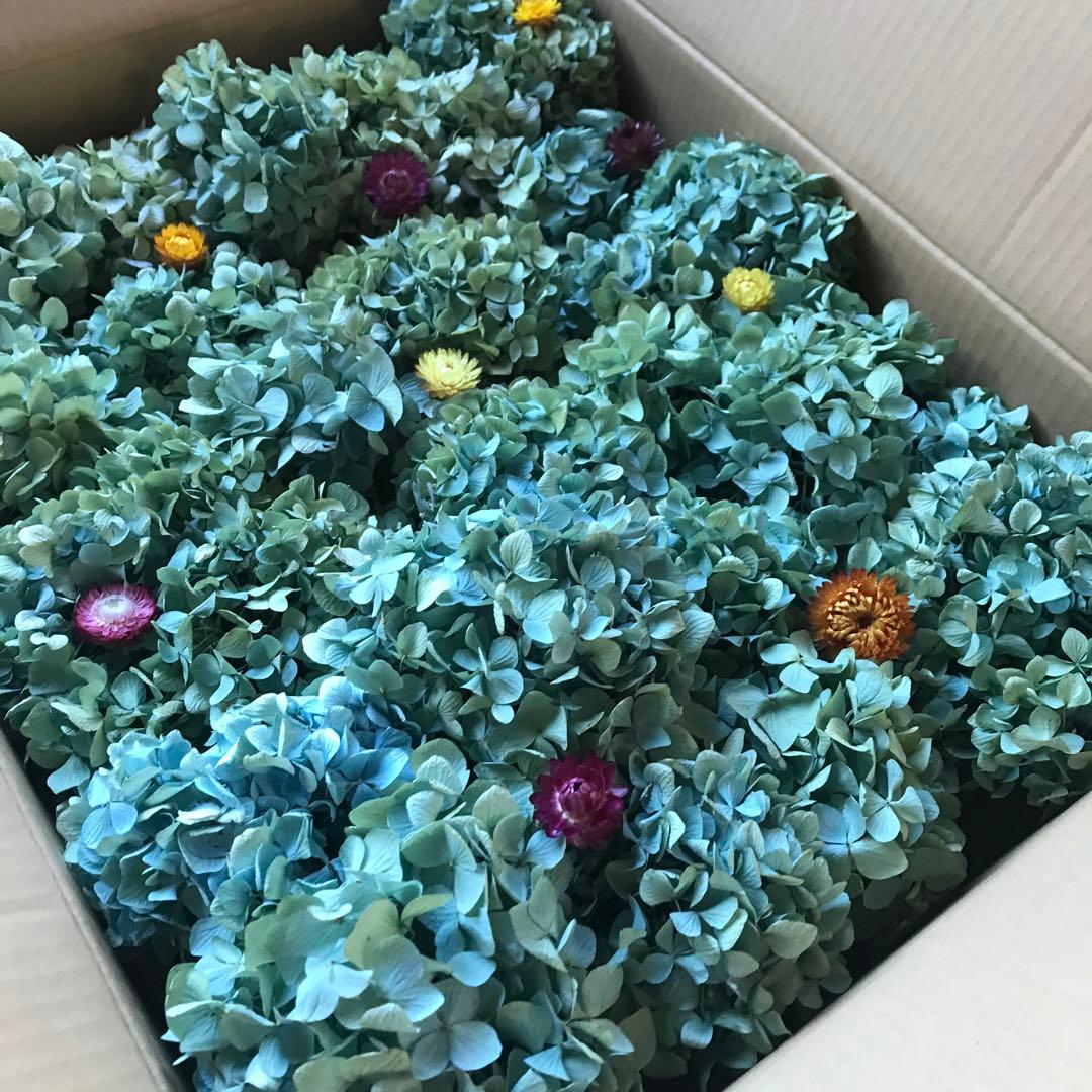 紫陽花ドライフラワー D10 120サイズ 北海道産 タイムセール